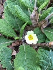 Primula vulgaris
