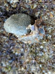 Acanthochitona crinita