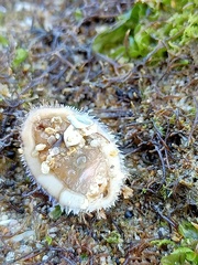 Acanthochitona crinita