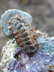 Acanthochitona crinita