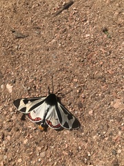 Dysschema centenaria