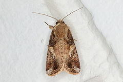 Spodoptera frugiperda