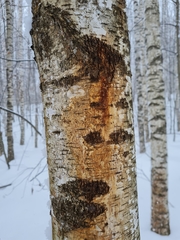 Pectobacterium carotovorum