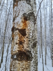 Pectobacterium carotovorum