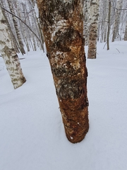 Pectobacterium carotovorum