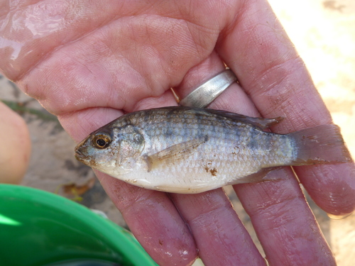 Chilwa-tilapia (Oreochromis shiranus) — Cichlidae