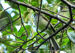 Mecocerculus leucophrys