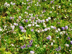 Veronica chathamica
