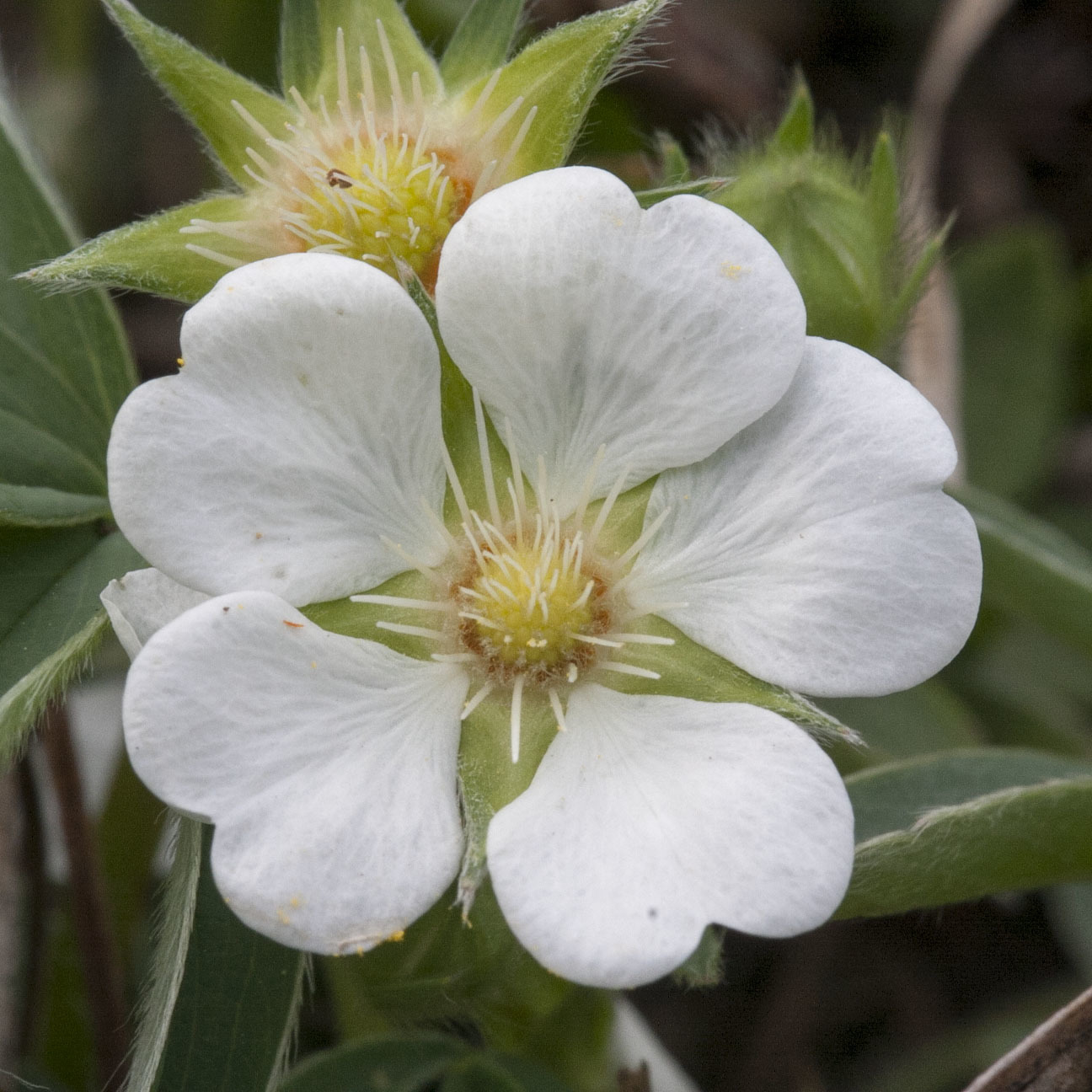 Potentilla alba