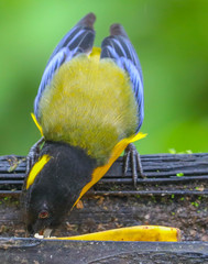 Anisognathus notabilis