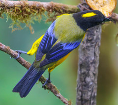 Anisognathus notabilis