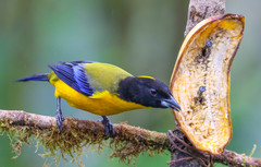 Anisognathus notabilis