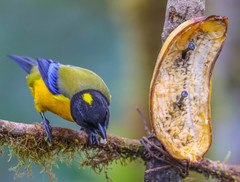 Anisognathus notabilis