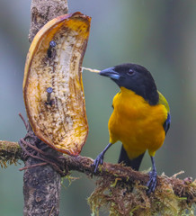 Anisognathus notabilis