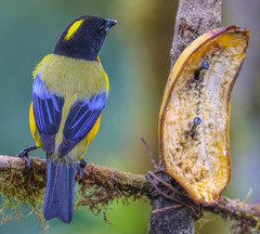 Anisognathus notabilis