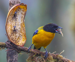 Anisognathus notabilis