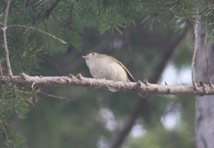 Vireo huttoni