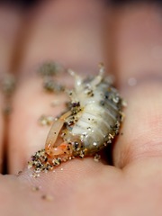 Megalorchestia corniculata