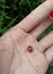 Epilachna circumcincta