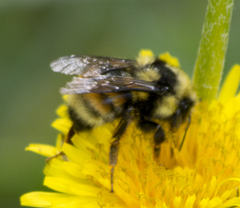 Bombus bifarius