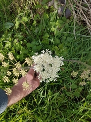 Heracleum sphondylium