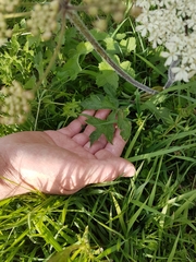 Heracleum sphondylium