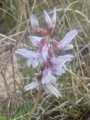 Astragalus distortus