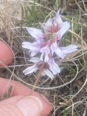 Astragalus distortus