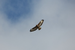 Buteo buteo