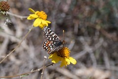 Euphydryas chalcedona klotsi