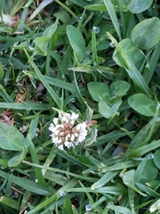 Trifolium repens