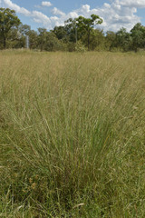 Panicum decompositum