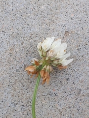 Trifolium repens