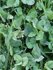 Trifolium repens