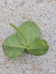Trifolium repens