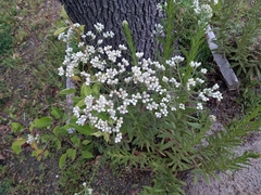 Pseudognaphalium californicum