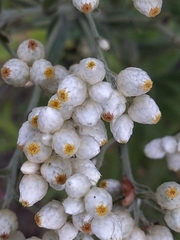 Pseudognaphalium californicum