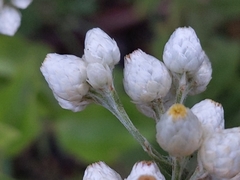 Pseudognaphalium californicum