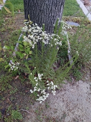 Pseudognaphalium californicum