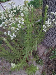 Pseudognaphalium californicum