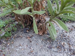 Pseudognaphalium californicum