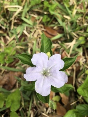 Ruellia caroliniensis image