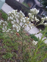 Pseudognaphalium californicum