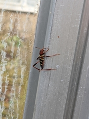 Neoclytus acuminatus