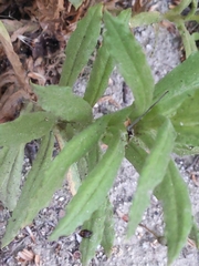 Pseudognaphalium californicum