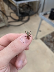 Neoclytus acuminatus
