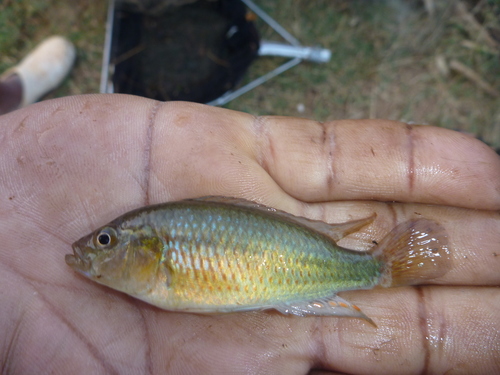Tweddle's happy (Astatotilapia tweddlei) — Cichlidae — 4