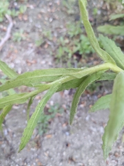 Pseudognaphalium californicum