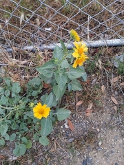 Verbesina encelioides