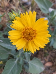 Verbesina encelioides